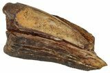 Tyrannosaur Tooth Fragment - Judith River Formation #276509-1